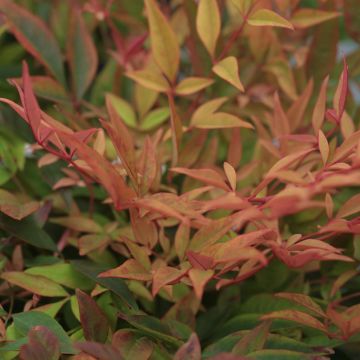 Nandina domestica Gulf Stream - Sacred Bamboo