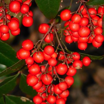 Nandina domestica Richmond - Sacred Bamboo