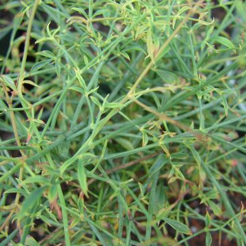 Nandina domestica Filamentosa - Sacred Bamboo