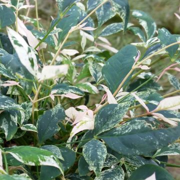 Nandina domestica Twilight - Sacred Bamboo