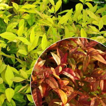 Nandina domestica Woods Dwarf - Sacred Bamboo