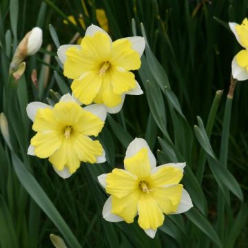 Narcissus Cassata - Daffodil