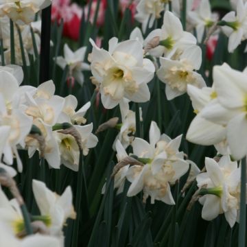 Narcissus Changing Colours