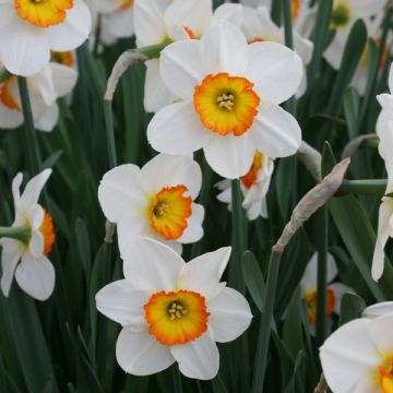 Narcissus Flower Record