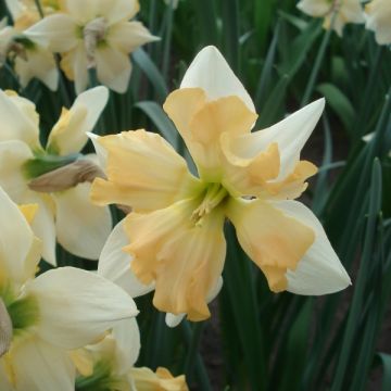 Narcissus Giant Split - Daffodil