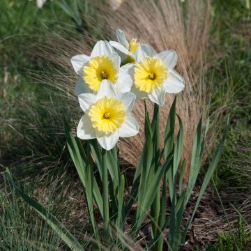 Narcissus Ice Follies - Daffodil
