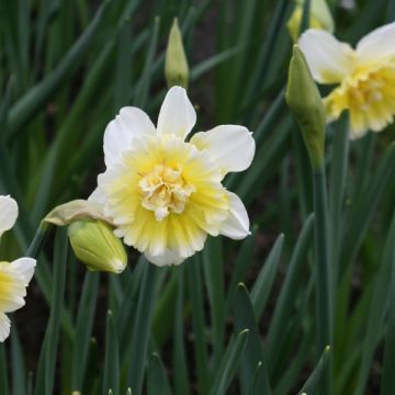 Narcissus Ice King - Daffodil