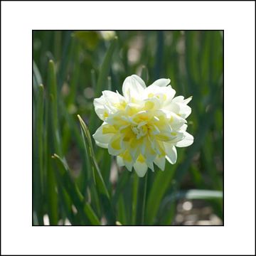 Narcissus Irene Copeland