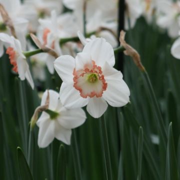 Narcissus Janis Babson - Daffodil