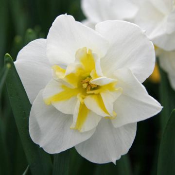 Narcissus 'Lemon Beauty'