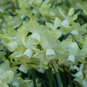 Narcissus x triandus Moonlight Sensation