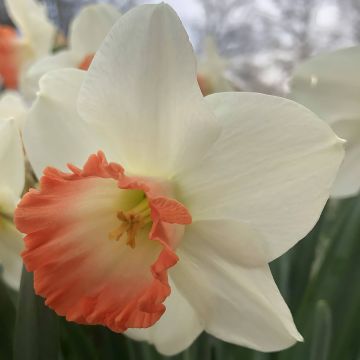 Narcissus Pink Charm - Daffodil