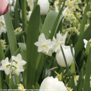 Narcissus jonquilla Pueblo - Daffodil