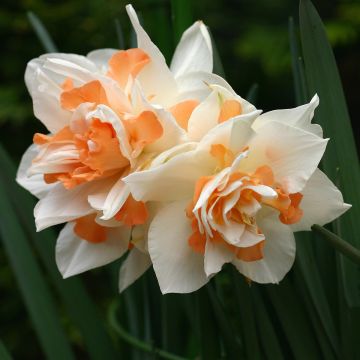 Narcissus Replete - Daffodil