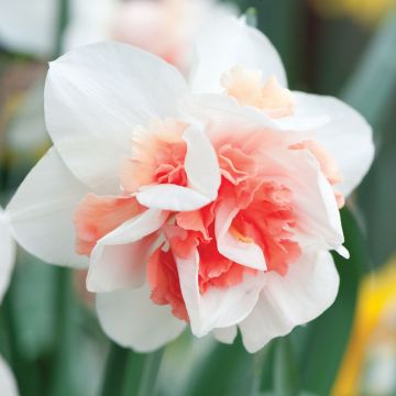 Narcissus Rosy Cloud