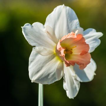 Narcissus Salome