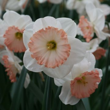 Narcissus  Sentinel