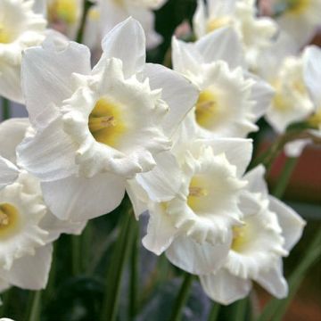 Narcissus 'Steptoe'