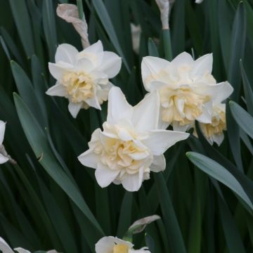 Narcissus  Sweet Desire