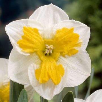 Narcissus Tricollet