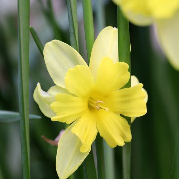 Narcissus Tripartite