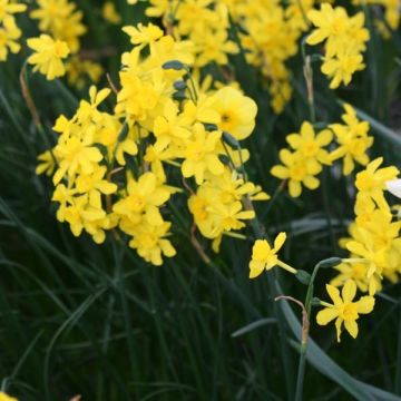 Narcissus Twinkling Yellow