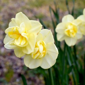 Narcissus Yellow Cheerfulness - Daffodil