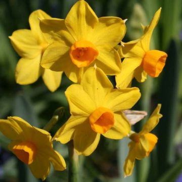 Narcissus Grand Soleil d'Or