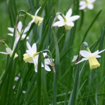 Narcissus triandrus Lemon Drops