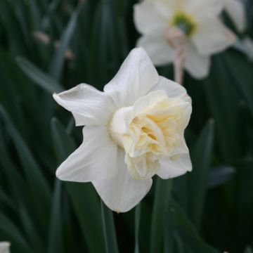 Narcissus Popeye - Daffodil