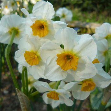 Narcissus Laurens Koster