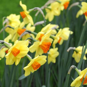 Narcissus Red Devon