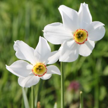 Narcissus poeticus recurvus