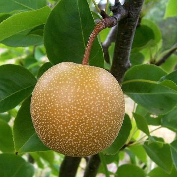 Nashi Shinseiki Organic - Apple-Pear