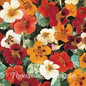 Trailing Nasturtium Jewel of Africa Seeds - Tropaeolum majus