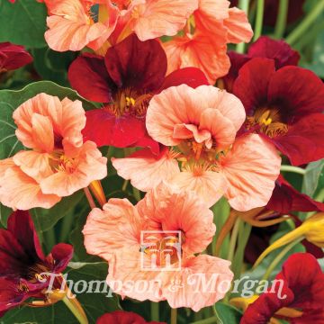 Tropaeolum minus Rumba Mix Seeds - Dwarf Nasturtium