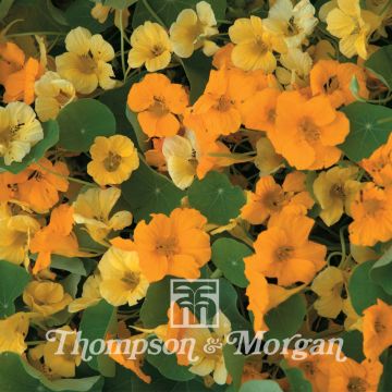 Tropaeolum majus - Nasturtium St Clements Seeds