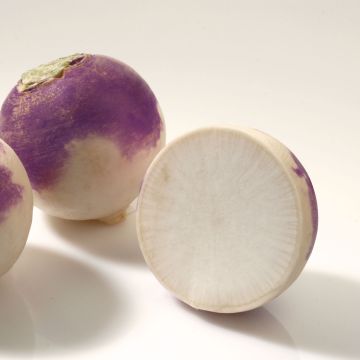 Organic White Globe Turnip (purple collar) - Brassica rapa