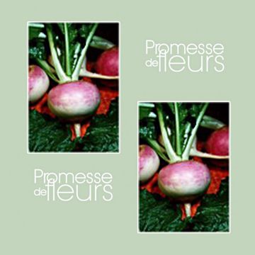 White Globe Turnip (purple collar) - Brassica rapa