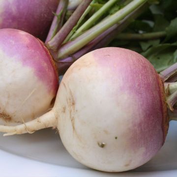 Turnip Norfolk Red Top