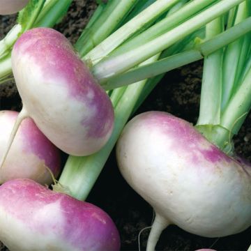 Turnip D'Auvergne Hâtif - Brassica rapa