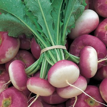 Turnip Atlantic (pink collar) - Brassica rapa