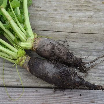 Turnip Long Black - Ferme de Sainte Marthe Seeds