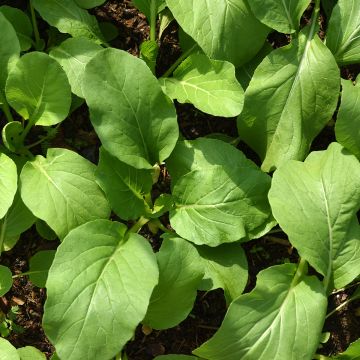 Brassica rapa Malwira