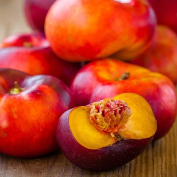 Nectarine Tree - Flat Peach with Yellow Flesh Organic