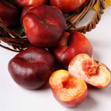 Prunus persica Nectarine Mesembrine (flat) - Georges Delbard