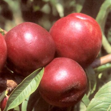 Prunus persica Morton - Nectarine Tree