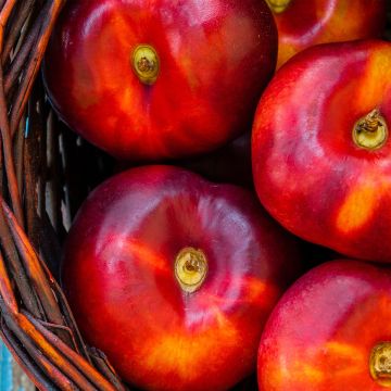 Prunus Flateryna - Flat-fruited nectarine tree