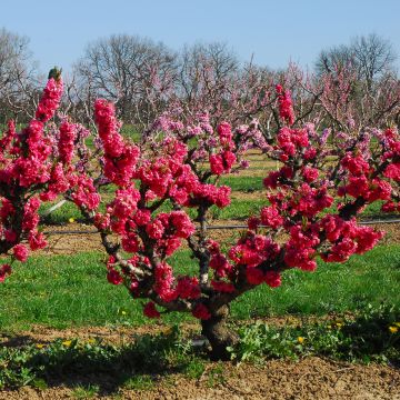 Prunus persica Garden Beauty - Dwarf Nectarine Tree