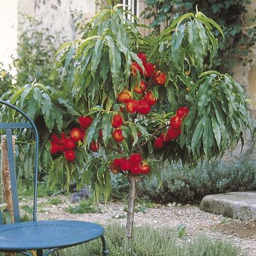 Prunus persica Nectarella - Dwarf Nectarine Tree